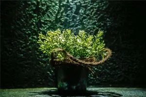 草字头的字有哪些取名