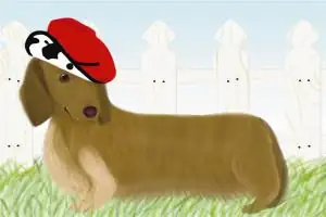 十二生肖中属狗的人命运如何？几点出生最好？