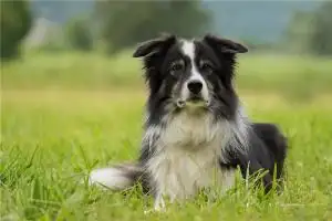 2018属什么