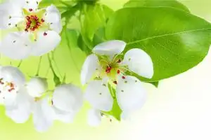 地支 十二地支