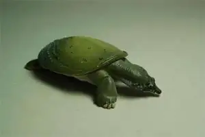 梦见王八