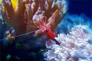 做梦抓虾是什么意思