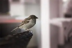 梦见麻雀成群
