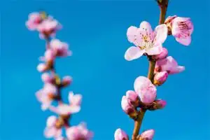 梦见桃花开了