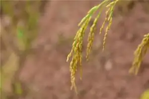 梦到成熟金黄的麦穗