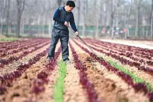 梦见挖地、松土