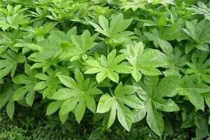 八方来财树风水