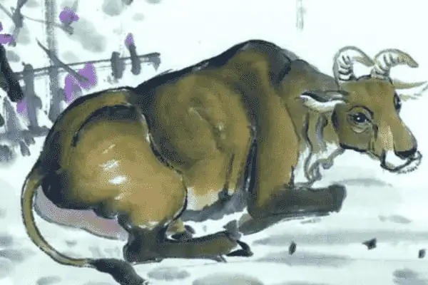 属牛