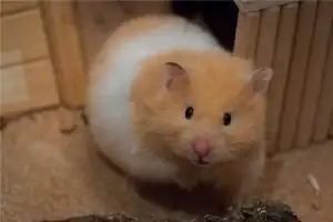 属鼠人12月出生命运