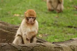 68年生肖猴2024年运势及运程详解