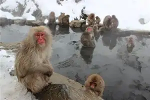 属猴的本命佛是什么