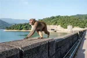 属猴的正缘运方位，属猴人如何催旺感情运