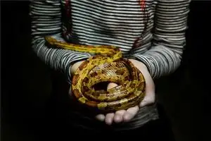梦见和亲人一起抓蛇