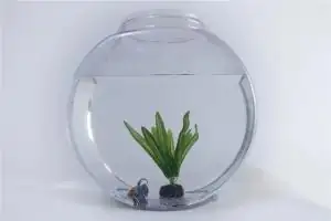 鱼缸最旺财的家宅位置