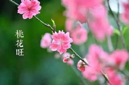 最近桃花运旺盛的星座，哪些星座最近感情运势很好