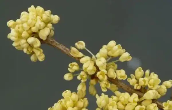 平分秋色一轮满:秋分时节赏桂养生 平分秋色一轮满:秋分时节赏桂养生